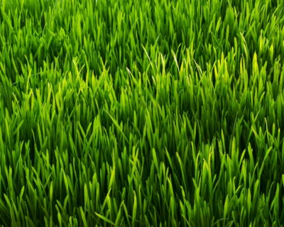 green-grass-close-up-1